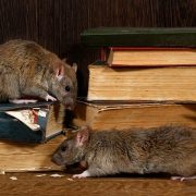 Tips For Getting Rid of a Rodent Infestation -Straight From Professionals!