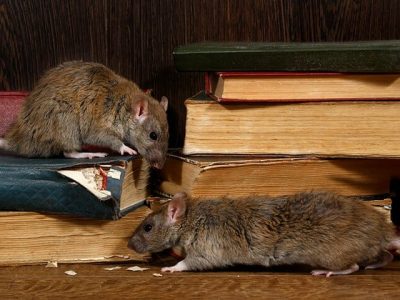 Tips For Getting Rid of a Rodent Infestation -Straight From Professionals!